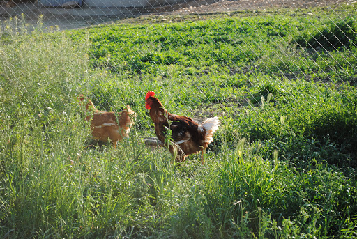 Carnes Del Corral S.L. ubicada en Poleñino (Huesca)