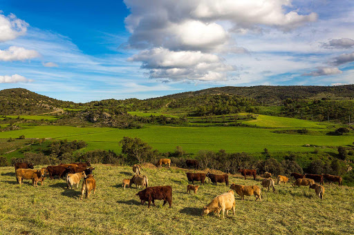 Carnicería online Canaleta Meat ubicada en Vinaròs (Castellón)