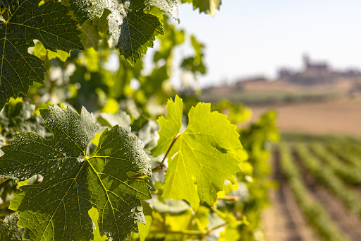 Bodega Reyno de Artajona ubicada en Artajona (Navarra)