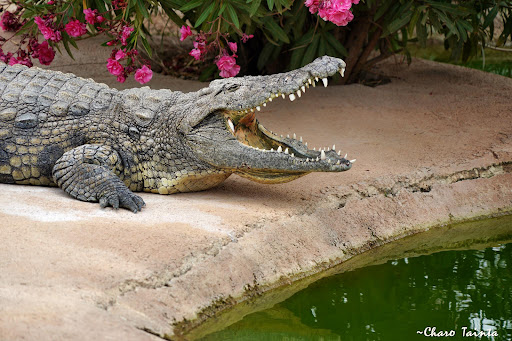 Crocodile Park ubicada en Torremolinos (Málaga)