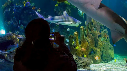 Sea Life Benalmádena ubicada en Benalmádena (Málaga)