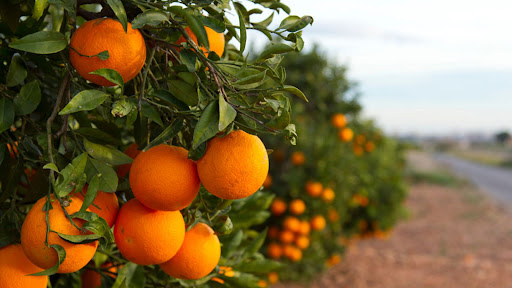 Naranjas Senent ubicada en Rafelbunyol (Valencia)