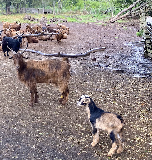 Quesería Luna de Awara (Small goat farm) ubicada en Villa de (Santa Cruz de Tenerife)