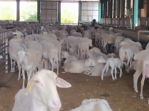 La Quesería de la Finca Fuentillezjos ubicada en Poblete (Ciudad Real)