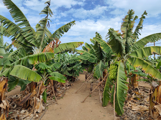 Mundo del Plátano ubicada en Arucas (Las Palmas)