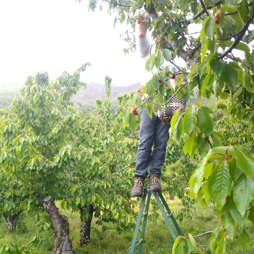 Cerezos en maceta y productos típicos Piornal. ubicada en Piornal (Cáceres)