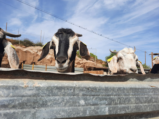 Quesería Hoya Del Cura ubicada en Santa Cruz de Tenerife (Santa Cruz de Tenerife)