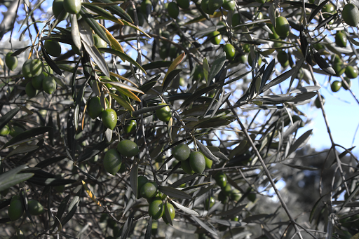 Llàgrimes del Canigó - Canigooil ubicada en Agullana (Girona)