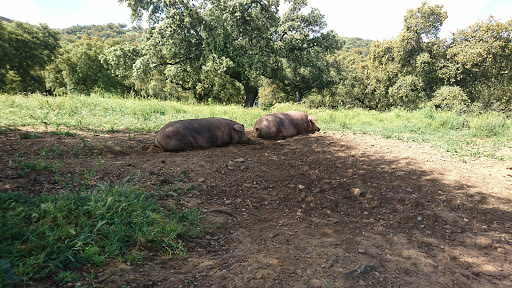 Olegario Zapata E Hijos S.L. ubicada en Calera de León (Badajoz)