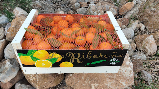 Fruites La Ribera De Cabanes S L ubicada en Venta de Sant Antoni - Estación (Castellón)