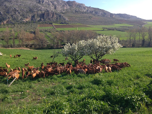 Rey Cabra ubicada en Cuevas del Becerro (Málaga)