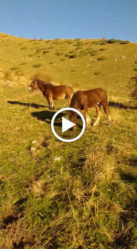 Carnicería Carne Caballo Ricardo Llácer ubicada en Alcàsser (Valencia)