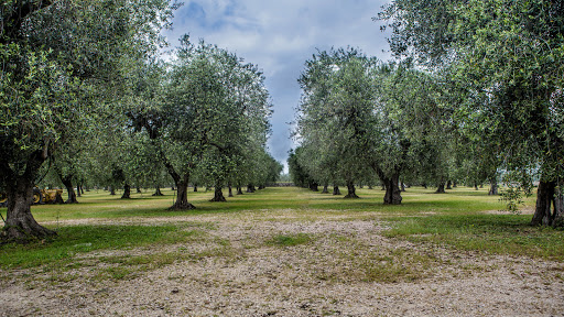 Atalaya Agroalimentaria S.L. ubicada en Seville (Sevilla)