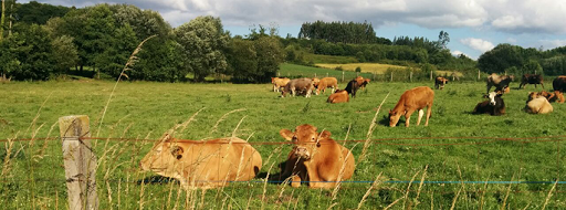 Carnicería Enrique ubicada en Ordes (A Coruña)