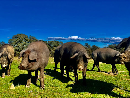 Chacinas De Villanueva S L ubicada en Villanueva de Córdoba (Córdoba)