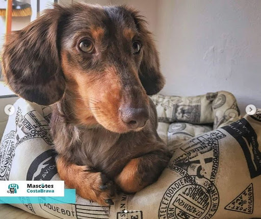 Mascotes Costa Brava ubicada en Ventalló (Girona)