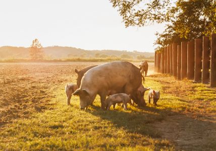 Vallejan - Jamones de Los Pedroches ubicada en Hinojosa del Duque (Córdoba)