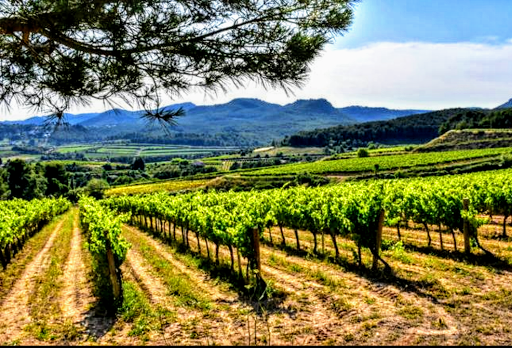 Denominació d'Origen Penedès ubicada en Vilafranca del Penedès (Barcelona)