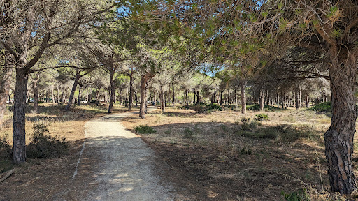 Pinar de la Barrosa ubicada en Chiclana de la Frontera (Cádiz)