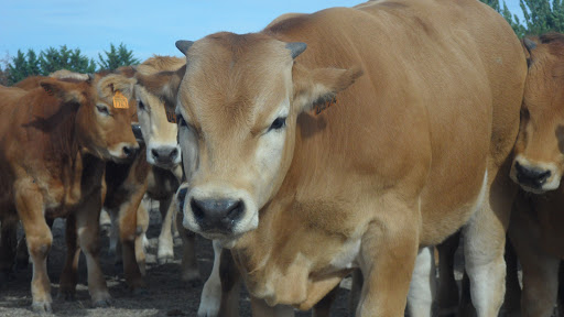 Los Zamoranos ubicada en Zamora (Zamora)