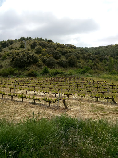 Bodegas San Martin ubicada en San Martín de Unx (Navarra)