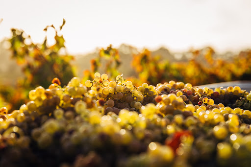 Bodegas Marisol Rubio ubicada en Villanueva de Alcardete (Toledo)