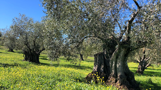 Finca La Tortaita ubicada en Archidona (Málaga)