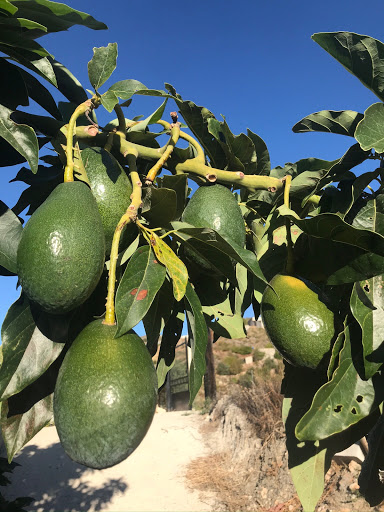 Tropicales de los Guájares ubicada en Guájar-Faragüit (Granada)