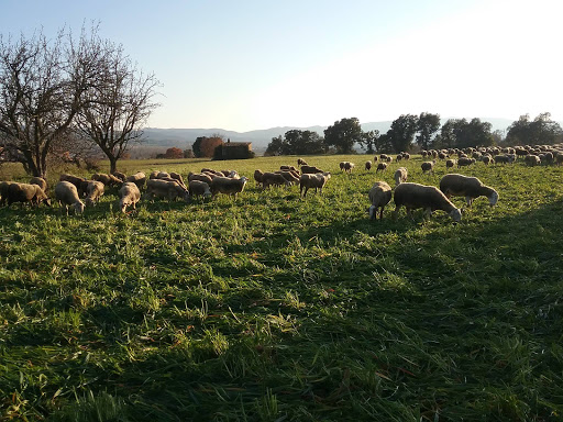 Mas Casas Cruïlles ubicada en Cruïlles (Girona)