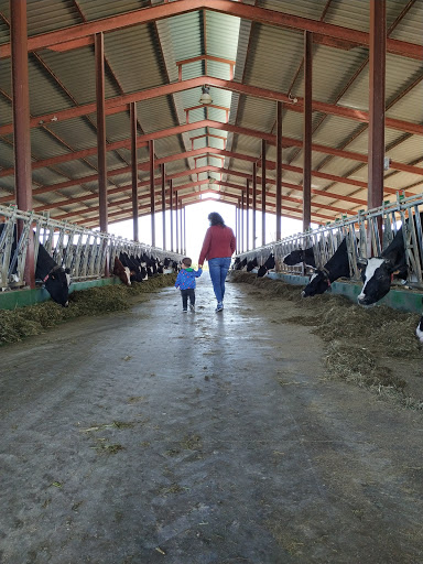 Granja de Vacas Cal Manyà ubicada en Torrelles de Foix (Barcelona)