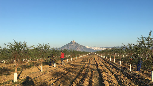 Cortijo La Reina ubicada en Córdoba (Córdoba)