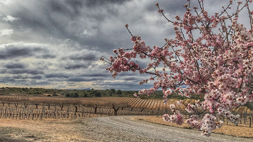 Bodegas Piqueras ubicada en Almansa (Albacete)