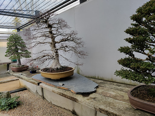 Bonsai Museum ubicada en Alcobendas (Madrid)