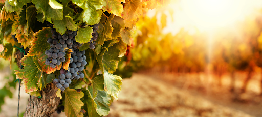 Bodegas Luis Medina ubicada en Toro (Zamora)