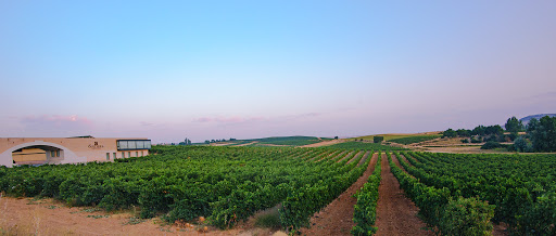 Bodega Solterra (Compañía Vinícola Solterra) ubicada en Roa (Burgos)