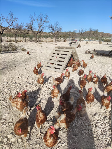 Huevos la Molata ubicada en Lúcar (Almería)