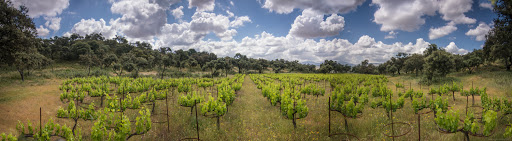 La Melonera | Bodega | Catas & Wine Experience in Ronda ubicada en Ronda (Málaga)