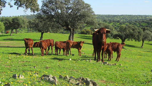 Miguel Arenas meat and S.L. ubicada en Málaga (Málaga)