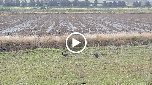 Antigua laguna de La Janda ubicada en Vejer de la Frontera (Cádiz)