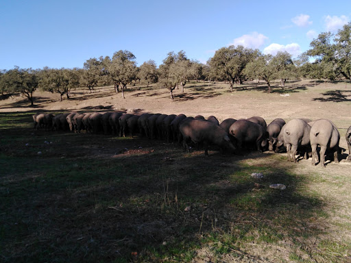 Ganaderos de Santa Olalla S.L. ubicada en Dos Hermanas (Sevilla)