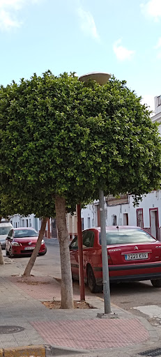 Mercadillo municipal Los Tios ubicada en Los Palacios y Villafranca (Sevilla)