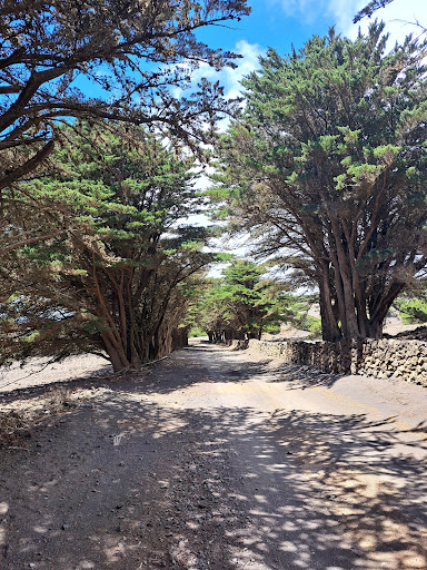 Camino El Sabinar ubicada en La Frontera (Santa Cruz de Tenerife)