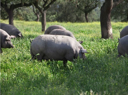 Jamones y Embutidos Artesanos ubicada en Higuera la Real (Badajoz)