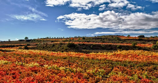 Bodegas Martínez Palacios ubicada en Ollauri (La Rioja)