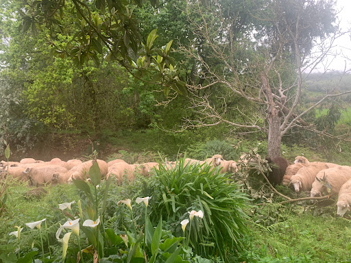 Queseria El Cortijo De Las Hoyas ubicada en Moya (Las Palmas)