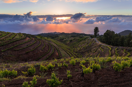 S.A.T Bodegas Noroeste de La Palma - Vega Norte ubicada en Tijarafe (Santa Cruz de Tenerife)