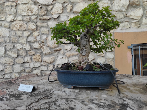 Museo del Bonsái ubicada en Villagonzalo Pedernales (Burgos)