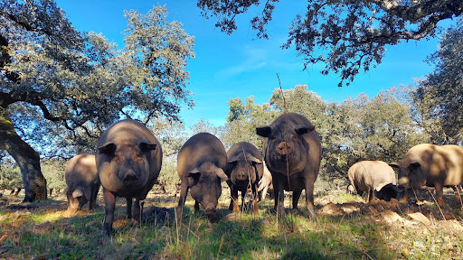 Viejo Jamón ubicada en Fregenal de la Sierra (Badajoz)