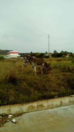 Almadraba Cabo Plata S A ubicada en Campamento (Cádiz)